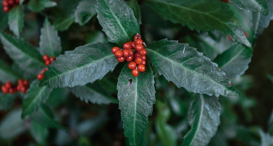 How Effective is Elderberry for Cold Sores?