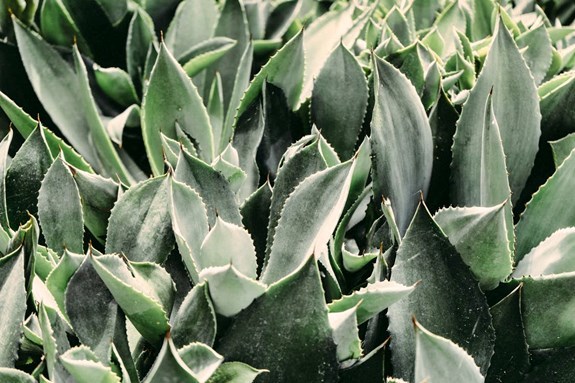 aloe vera and fever blisters